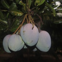 Mangifera indica L.